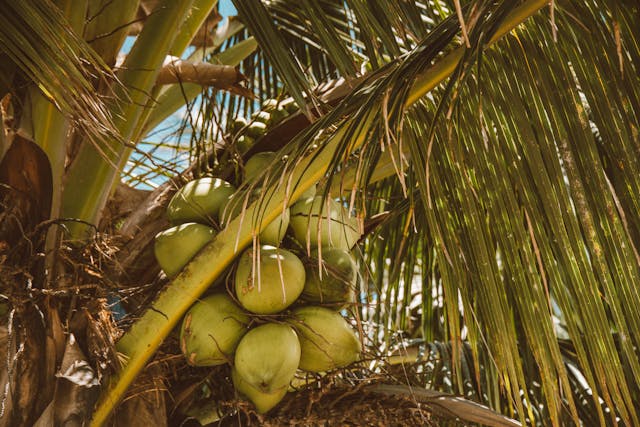 4 Manfaat Air Kelapa Tua dan Muda untuk Kesehatan