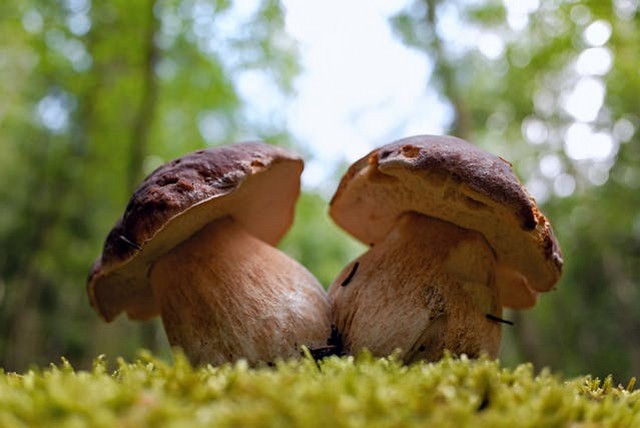 4 Manfaat Luar Biasa Jamur Porcini untuk Kesehatan