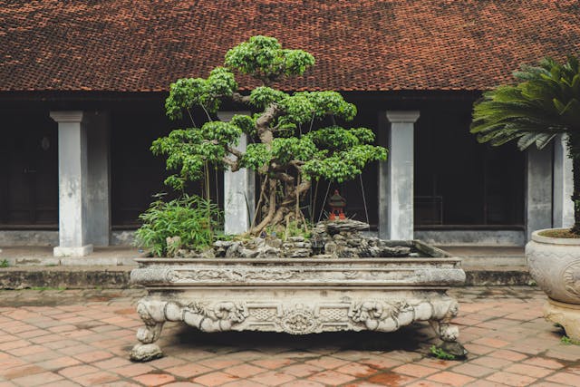 4 Rahasia Perawatan Bonsai Agar Tetap Indah dan Sehat