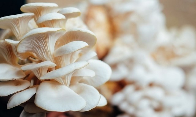 4 Tips Budidaya Jamur Tiram di Rumah untuk Pemula