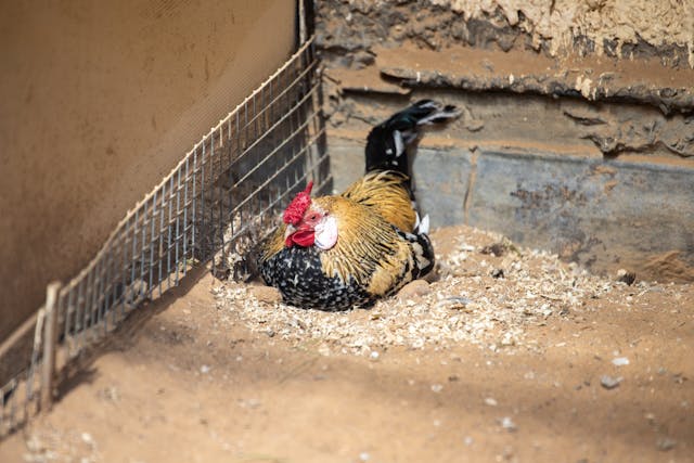 4 Tips Membantu Ayam Betina Cepat Bertelur