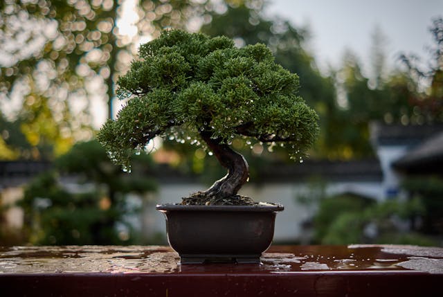5 Cara Memangkas Bonsai agar Tumbuh Sehat dan Indah