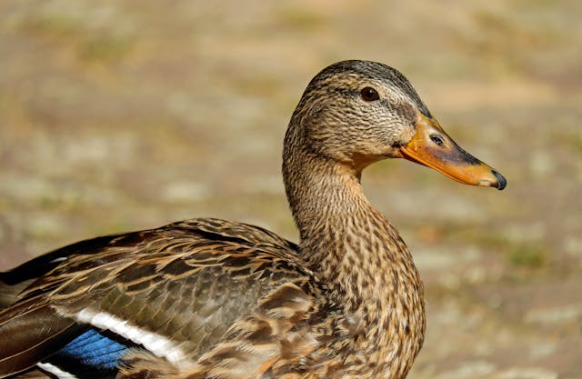 5 Cara Membersihkan Kandang Bebek dengan Efektif