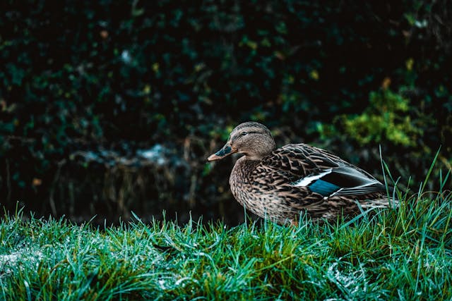 5 Cara Ternak Bebek Petelur untuk Pemula agar Hasil Memuaskan