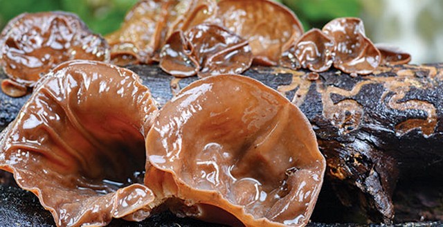 5 Manfaat Luar Biasa Jamur Kuping untuk Kesehatan