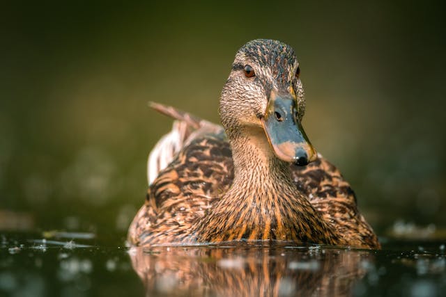 7 Jenis Pakan Alternatif Bebek agar Cepat Besar