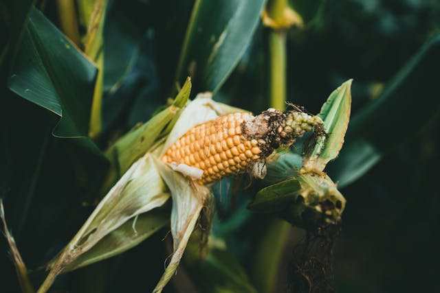 Cek 6 Kemungkinan Penyebabnya Tanaman Jagung Layu