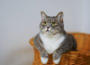 4 Cara Kucing Berkomunikasi Lewat Bahasa Tubuh, Simak Baik-Baik