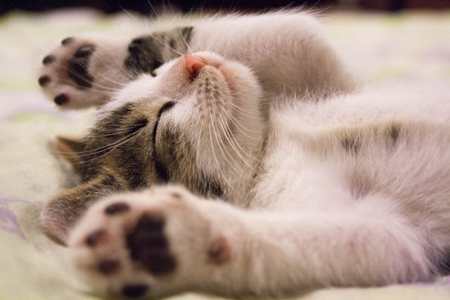 5 Alasan Kenapa Sifat Kucing Berubah Secara Tiba-Tiba