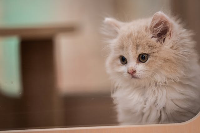 5 Cara Melebatkan Bulu Kucing Agar Makin Berkilau dan Sehat