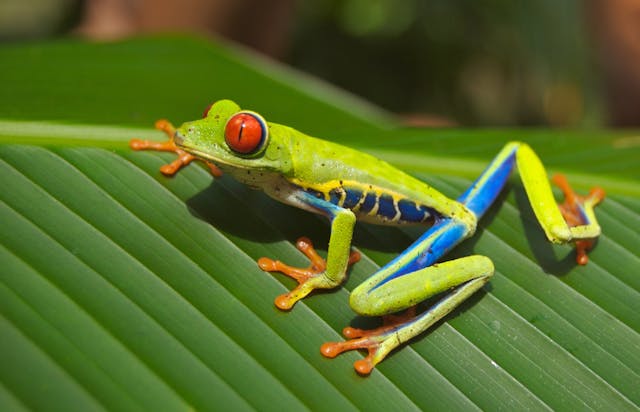 6 Hewan untuk Paludarium yang Keren