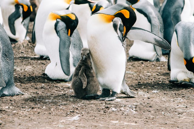 6 Jenis Fauna Antartika yang Mengagumkan
