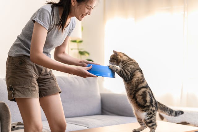 7 Jenis Makanan yang Berbahaya untuk Kucing