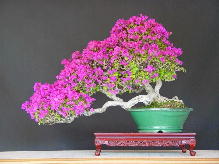 Memilih Bibit Bonsai Bougenville yang Berkualitas untuk Hasil Maksimal