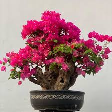 Inspirasi Desain Bonsai Bougenville, Mengubah Pot Kecil Menjadi Karya Seni