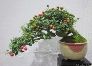 Kupas Tuntas Bonsai Ceri, Sakura Mini yang Memukau