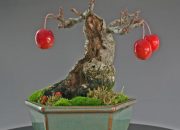 Membuat Bonsai Ceri dari Biji, Panduan Lengkap Menuju Keindahan Mini Sakura
