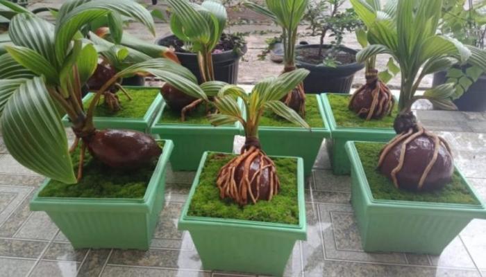 Teknik Pembentukan Bonsai Kelapa, Menciptakan Karya Seni yang Unik dan Menawan