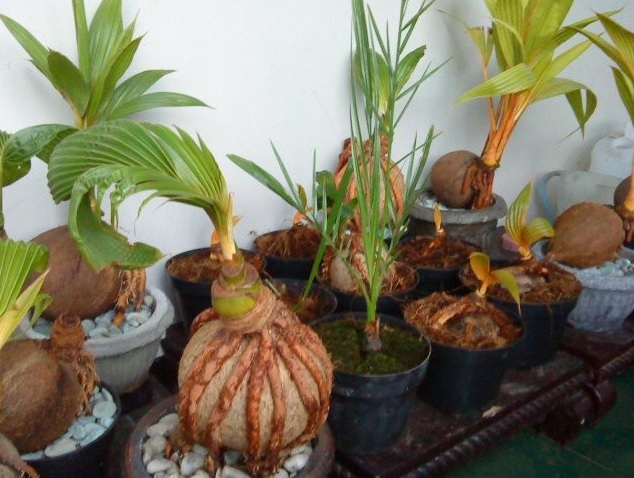 Perawatan Bonsai Kelapa, Kunci Menjaga Keindahan dan Kesehatan Tanaman