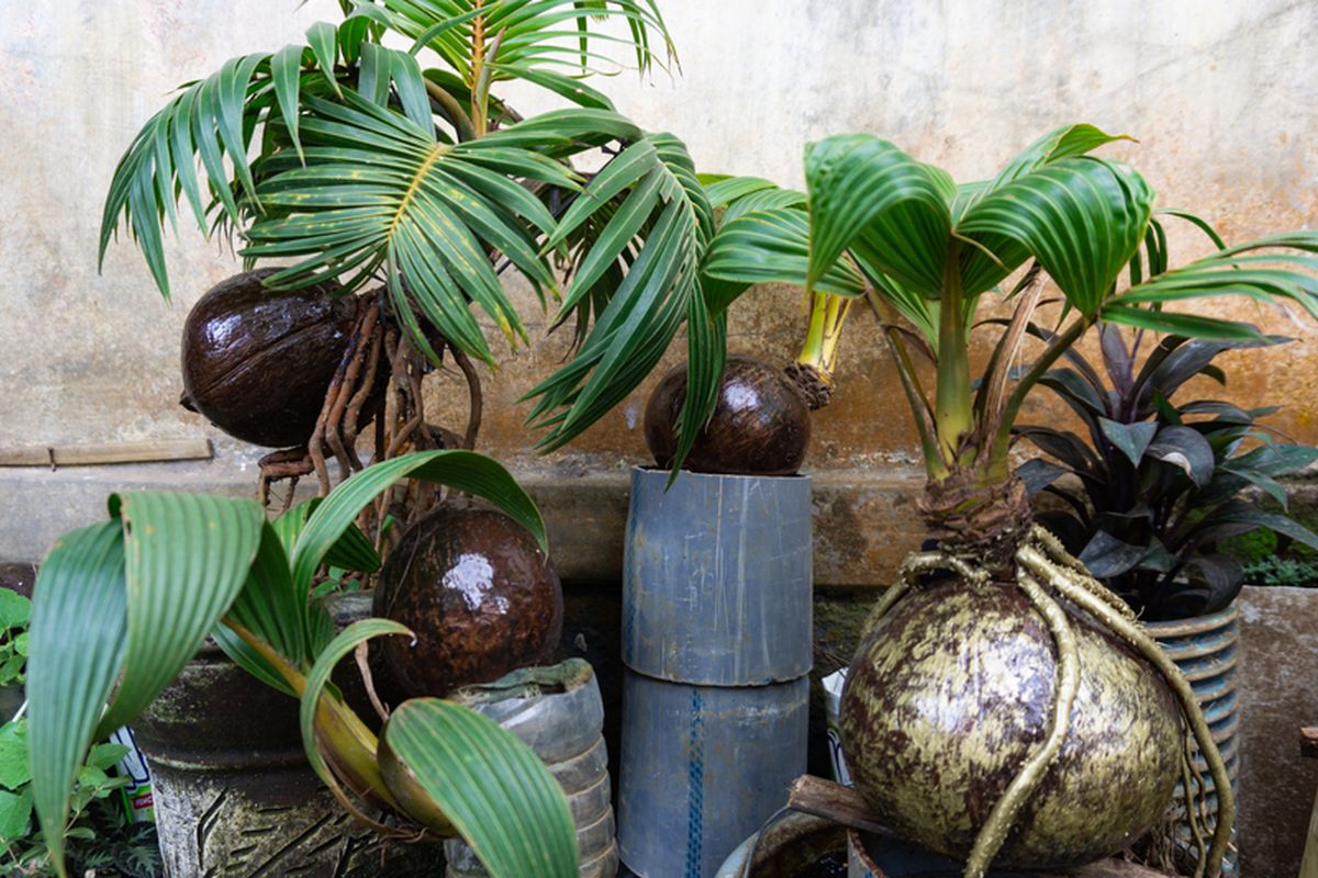 Tips Merawat Bonsai Kelapa Agar Tumbuh Sehat dan Indah Menawan