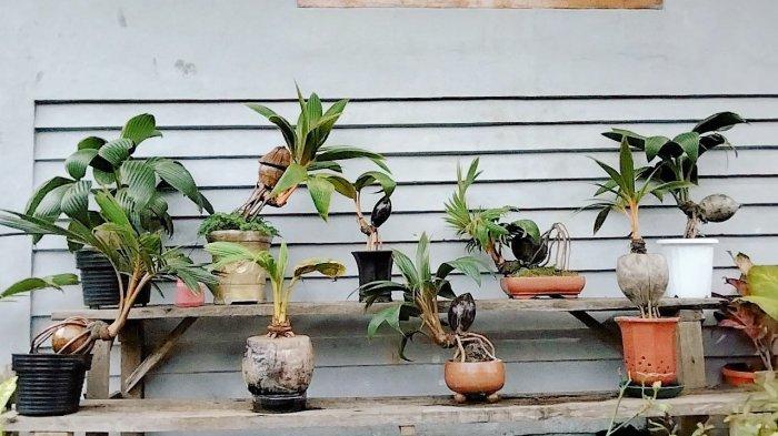Inspirasi Desain Bonsai Kelapa, Menciptakan Karya Seni yang Memukau