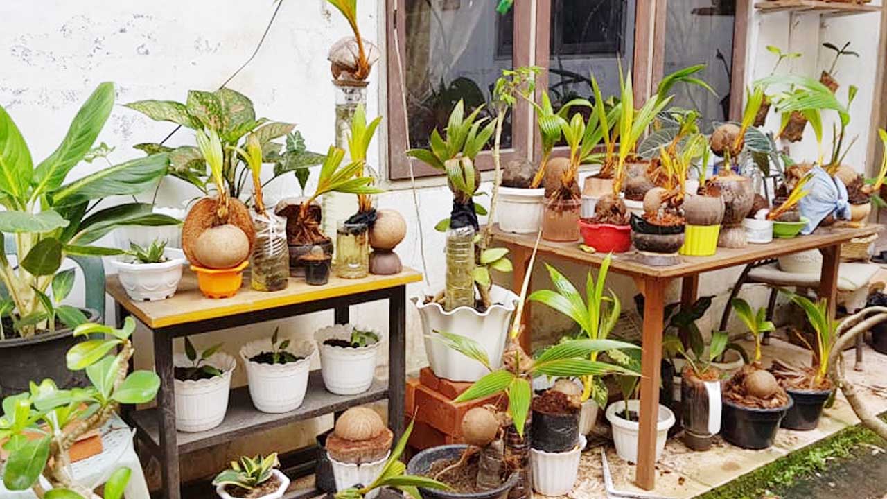 Memilih Bibit Bonsai Kelapa yang Baik, Langkah Awal Menciptakan Bonsai yang Menawan