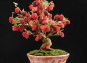 Teknik Pembentukan Bonsai Murbei, Mengubah Bibit Menjadi Karya Seni Miniatur