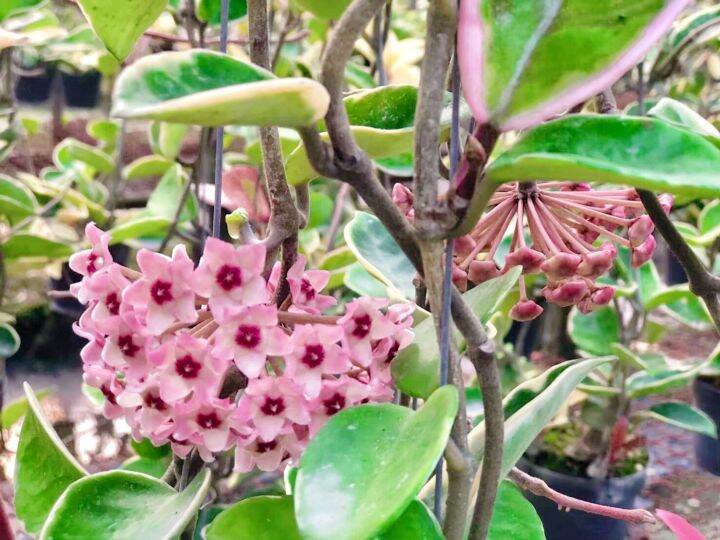 Hoya Carnosa Krimson, Permata Merah Muda yang Memikat Hati