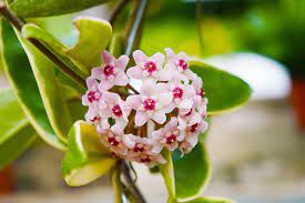 Hoya Carnosa Krimson Lebih dari Sekadar Cantik, Ini Dia Manfaatnya!