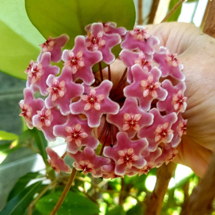 Hoya Carnosa Krimson Anda Bermasalah? Tenang, Ada Solusinya!