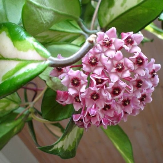 Hoya Carnosa Krimson Si Cantik Serbaguna yang Memikat Rumah Anda