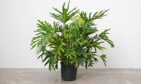 Mengenal Philodendron Cahaya Bulan, Dari Hutan Hujan Tropis Menuju Rumah Anda