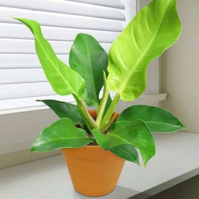 Rahasia Merawat Philodendron Cahaya Bulan agar Tetap Segar dan Cantik