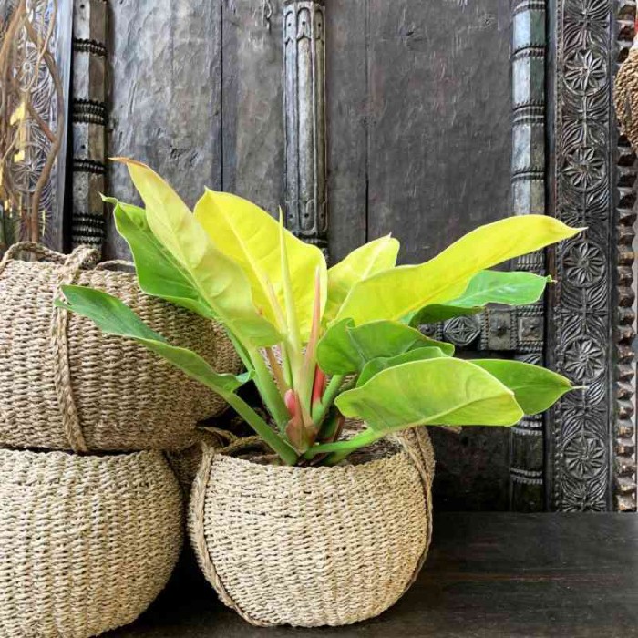 Trik Memperbanyak Philodendron Cahaya Bulan Agar Rumah Semakin Hijau