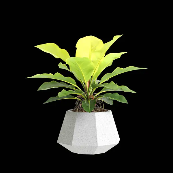 Philodendron Cahaya Bulan Lebih dari Sekadar Hiasan, Ini Dia Manfaatnya!
