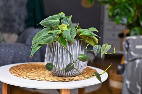 Cara Mengatasi Masalah Philodendron Cahaya Bulan yang Bermasalah