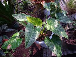 Cara Memperbanyak Philodendron Giganteum Blizzard, Dapatkan Koleksi yang Lebih Luas!