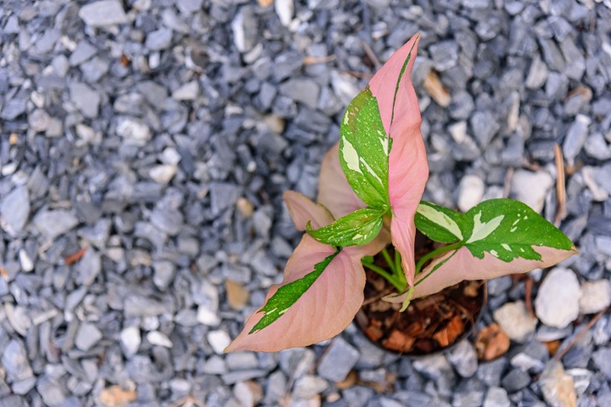 Singonium Merah Muda, Dari Hutan Hujan Tropis Menuju Ruang Tamu Anda