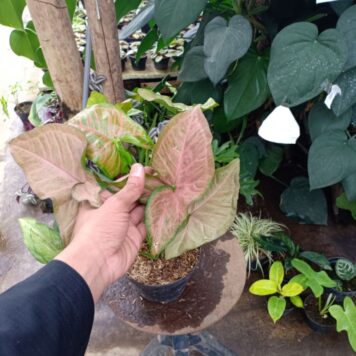 Singonium Merah Muda Lebih dari Sekadar Cantik, Ini Dia Manfaatnya!