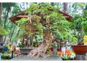 Mengenal Bonsai Asam Jawa Lebih Dekat, Perpaduan Seni dan Alam yang Menakjubkan