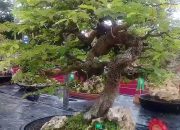 Bonsai Asam Jawa, Hobi Menyenangkan yang Menguntungkan
