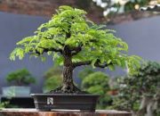 Memilih Bibit Bonsai Asam Jawa yang Berkualitas, Panduan untuk Pemula