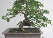 Teknik Pembentukan Bonsai Asam Jawa, Rahasia di Balik Keindahan Miniatur Pohon