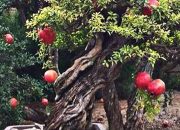 Inspirasi Desain Bonsai Delima, Menghadirkan Keindahan Alam dalam Miniatur