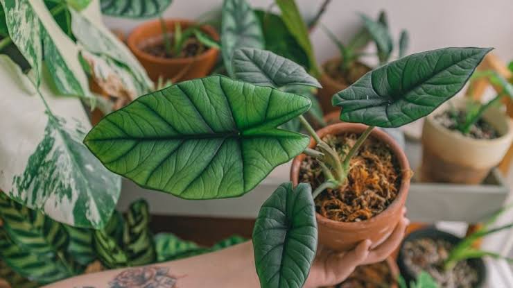Cara Memperbanyak Alocasia Skala Naga Andalkan Stek Batang dan Daun