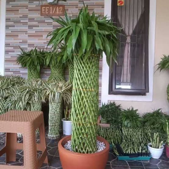 Bambu Rejeki Lebih dari Sekadar Hiasan, Ini Dia Manfaatnya untuk Rumah Anda