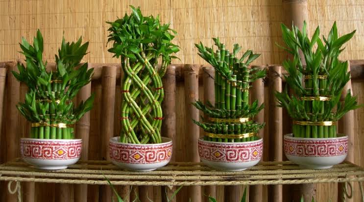 Cara Merawat Bambu Rejeki Agar Tumbuh Subur dan Sehat