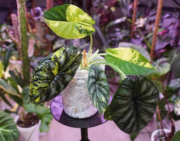 Kenali dan Atasi Masalah Alocasia Skala Naga