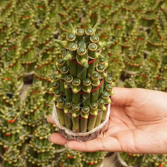 Cara Memperbanyak Bambu Rejeki, Stek Batang dan Pemisahan Anakan