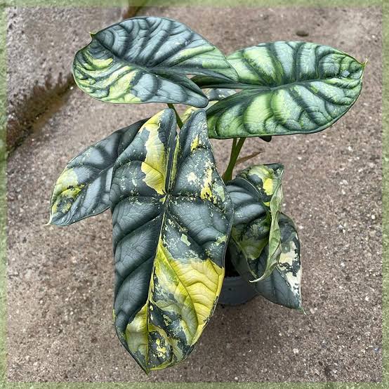 Alocasia Skala Naga Terserang Penyakit? Tenang, Ada Solusinya!